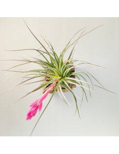 Houston candy Tillandsia | Ecoterrazas.com 2