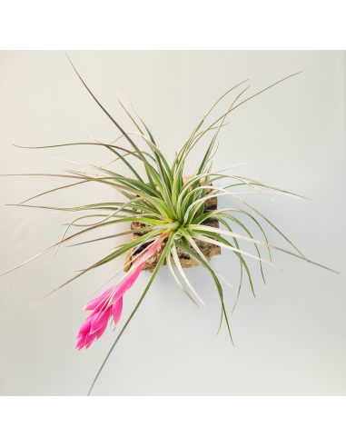 Tillandsia Houston Candy