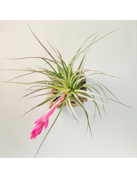Houston candy Tillandsia | Ecoterrazas.com