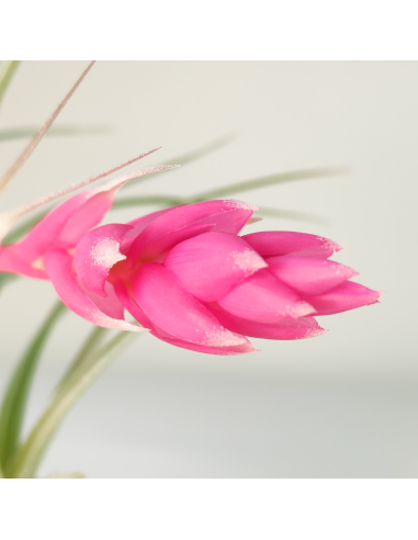 Tillandsia Houston Candy