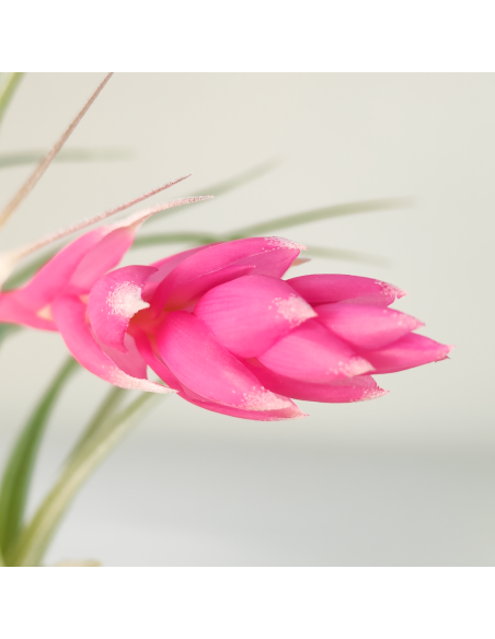 Houston candy Tillandsia | Ecoterrazas.com
