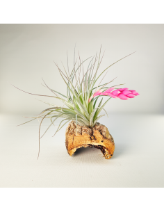 Houston candy Tillandsia | Ecoterrazas.com