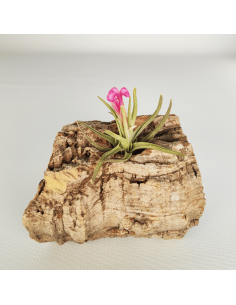 Tillandsia Argentina | Ecoterrazas.com