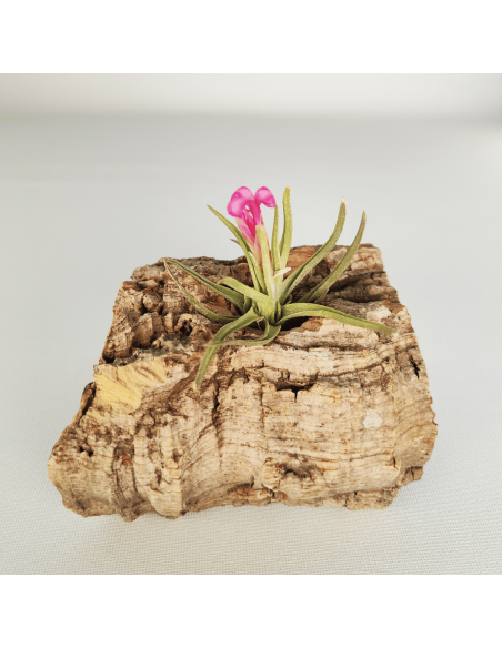 Tillandsia Argentina | Ecoterrazas.com