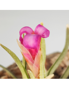 Tillandsia Argentina | Ecoterrazas.com 2
