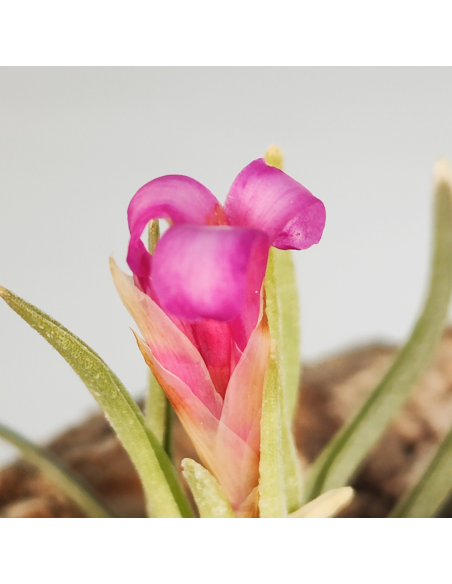 Tillandsia Argentina | Ecoterrazas.com