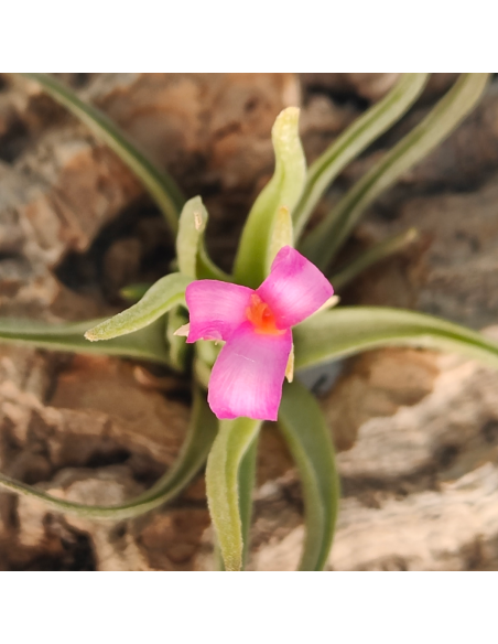 Tillandsia Argentina | Ecoterrazas.com