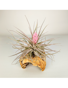 Tillandsia Recurvifolia x Stricta Green | Ecoterrazas.com