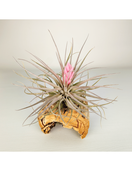 Tillandsia Recurvifolia x Stricta Green | Ecoterrazas.com