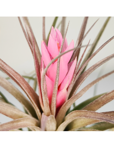 Tillandsia Recurvifolia x Stricta Green | Ecoterrazas.com