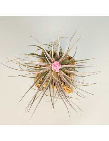 Tillandsia Recurvifolia x Stricta Green | Ecoterrazas.com