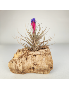 Tillandsia (Stricta Green x Stricta Hart) X Holm´s Star Rose | Ecoterrazas.com