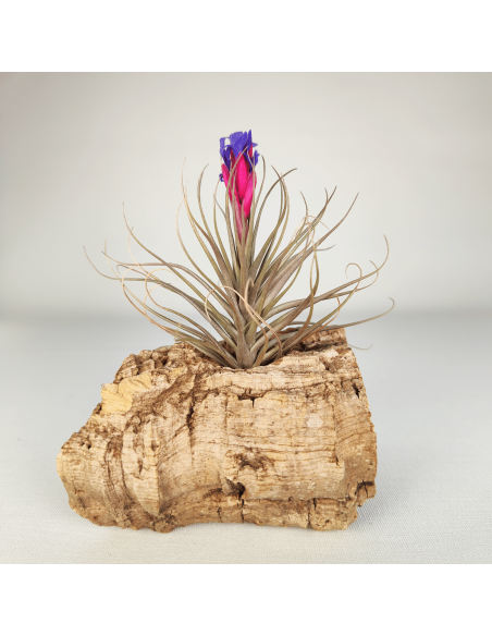Tillandsia (Stricta Green x Stricta Hart) X Holm´s Star Rose | Ecoterrazas.com