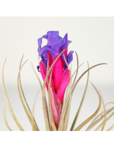 Tillandsia (Stricta Green x Stricta Hart) X Holm´s Star Rose | Ecoterrazas.com 2