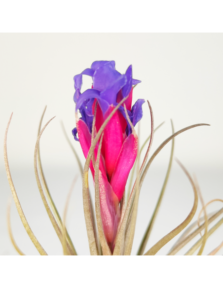 Tillandsia (Stricta Green x Stricta Hart) X Holm´s Star Rose | Ecoterrazas.com