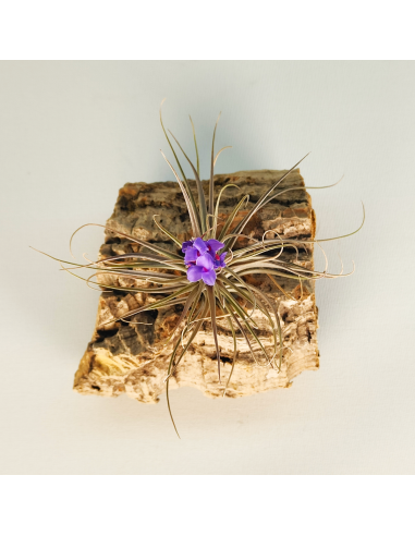 Tillandsia (Stricta Green x Stricta Hart) X Holm´s Star Rose | Ecoterrazas.com