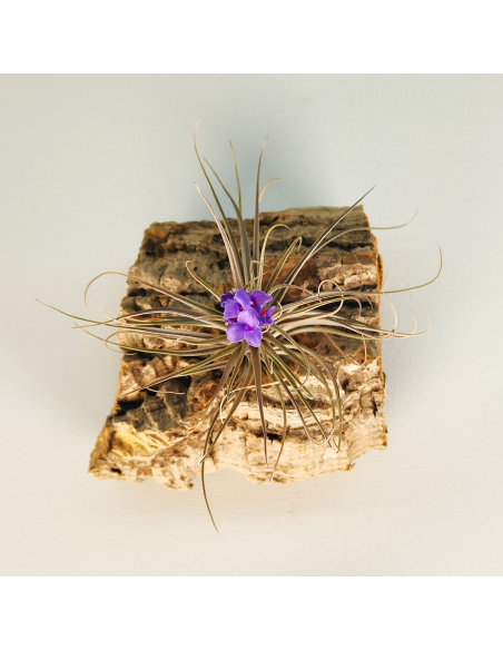Tillandsia (Stricta Green x Stricta Hart) X Holm´s Star Rose | Ecoterrazas.com