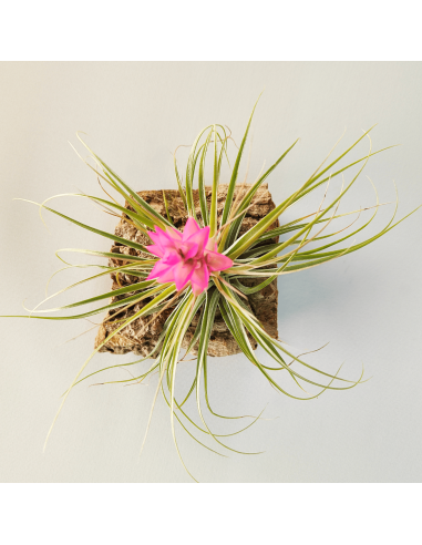 Tillandsia Stricta Hart x Stricta Green | Ecoterrazas.com