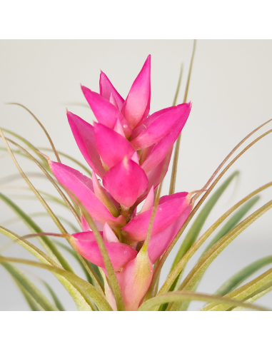 Tillandsia Stricta Hart x Stricta Green | Ecoterrazas.com