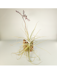 Tillandsia Straminea x Mallemonti XL | Ecoterrazas.com