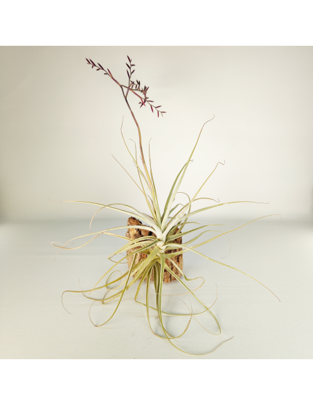Tillandsia Straminea x Mallemonti XL | Ecoterrazas.com