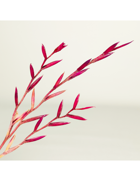 Tillandsia Straminea x Mallemonti XL | Ecoterrazas.com