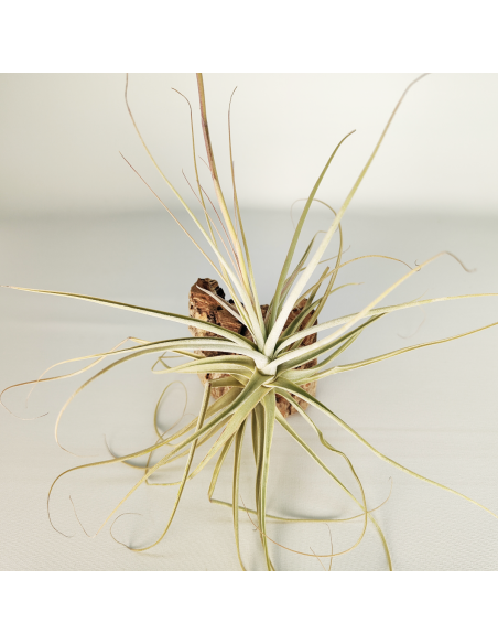 Tillandsia Straminea x Mallemonti XL | Ecoterrazas.com