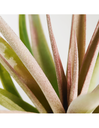 Tillandsia Majestic 3