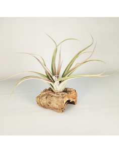 Tillandsia Majestic | Ecoterrazas.com