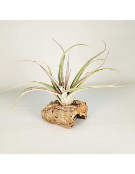 Tillandsia Majestic