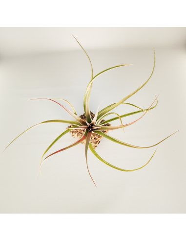 Tillandsia Majestic 2