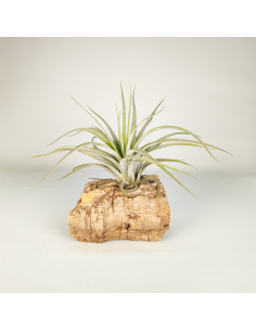 Tillandsia Reilys Best