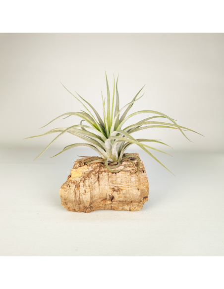 Tillandsia Reilys Best