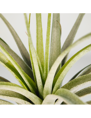 Tillandsia Reilys Best | Ecoterrazas.com