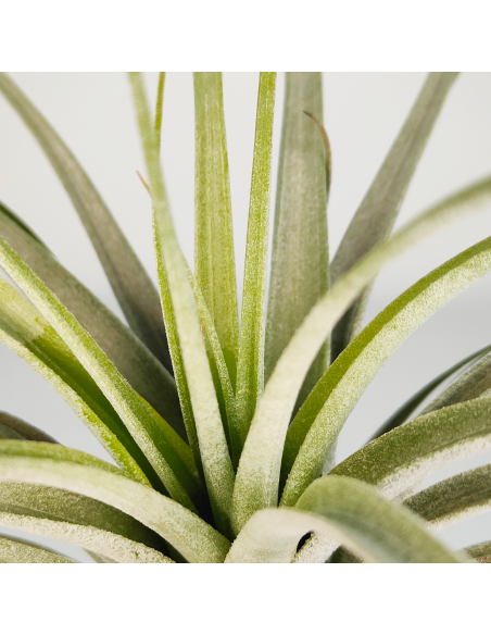Tillandsia Reilys Best 3