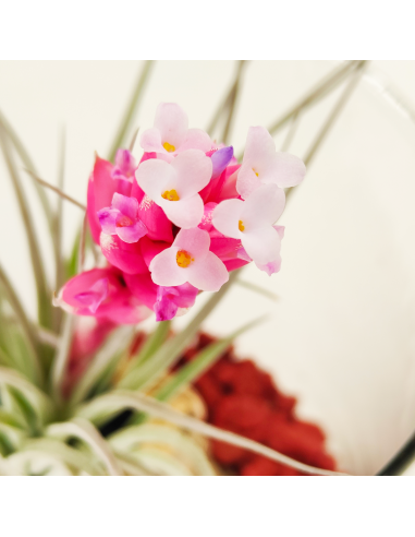 Composición Día de la Madre 2