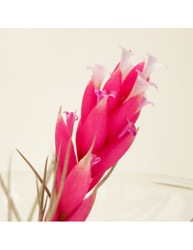 Composición Día de la Madre 3