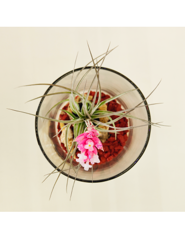 Composición Día de la Madre 4