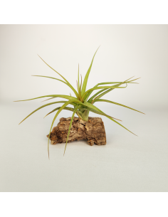 Tillandsia Aeranthos x Bergeri
