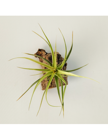 Tillandsia Aeranthos x Bergeri | Ecoterrazas.com
