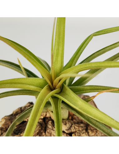 Tillandsia Aeranthos x Bergeri | Ecoterrazas.com