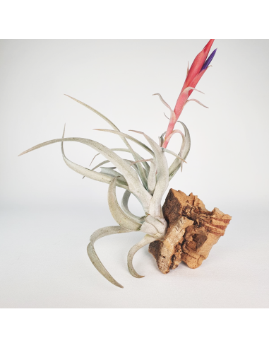Tillandsia Harrisii 2