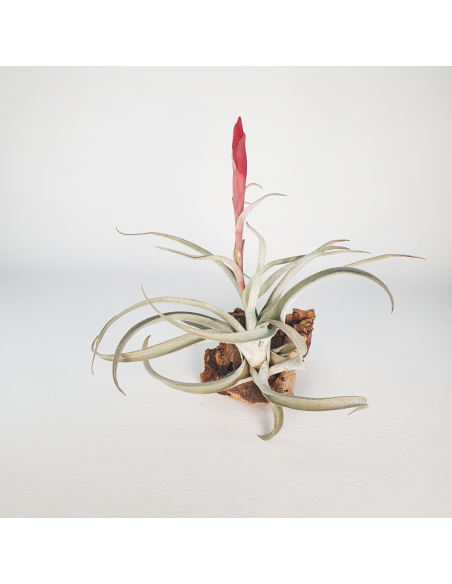 Tillandsia Harrisii