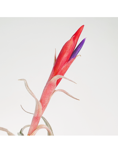 Tillandsia Harrisii 3