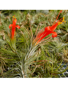 Tillandsia Funckiana Ecoterrazas 2