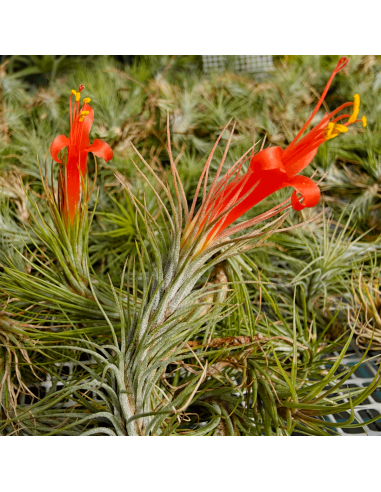 Tillandsia Funckiana | Ecoterrazas.com