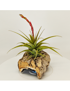 Tillandsia Latifolia Vivipara | Ecoterrazas.com