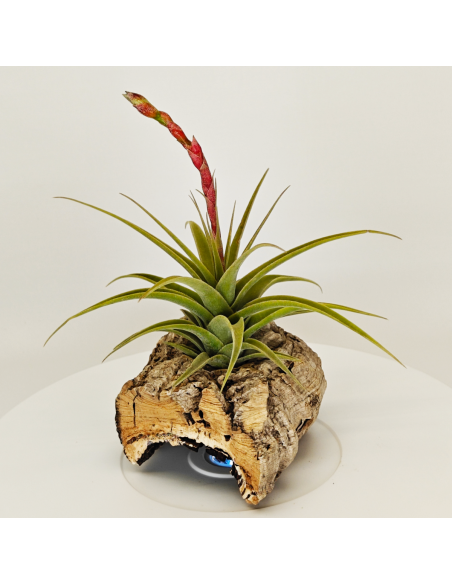 Tillandsia Latifolia Vivipara | Ecoterrazas.com