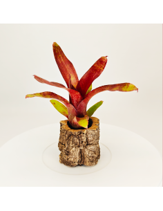 Neoregelia Atlantis | Ecoterrazas.com