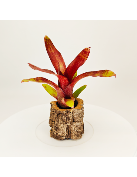 Neoregelia Atlantis | Ecoterrazas.com